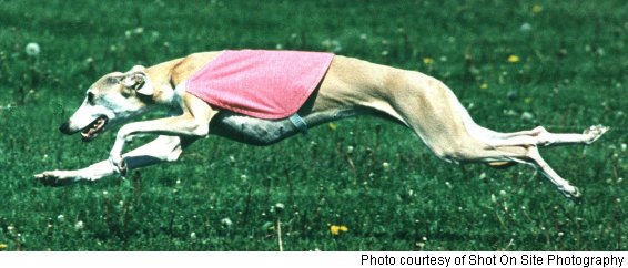 Lure Coursing Jackets